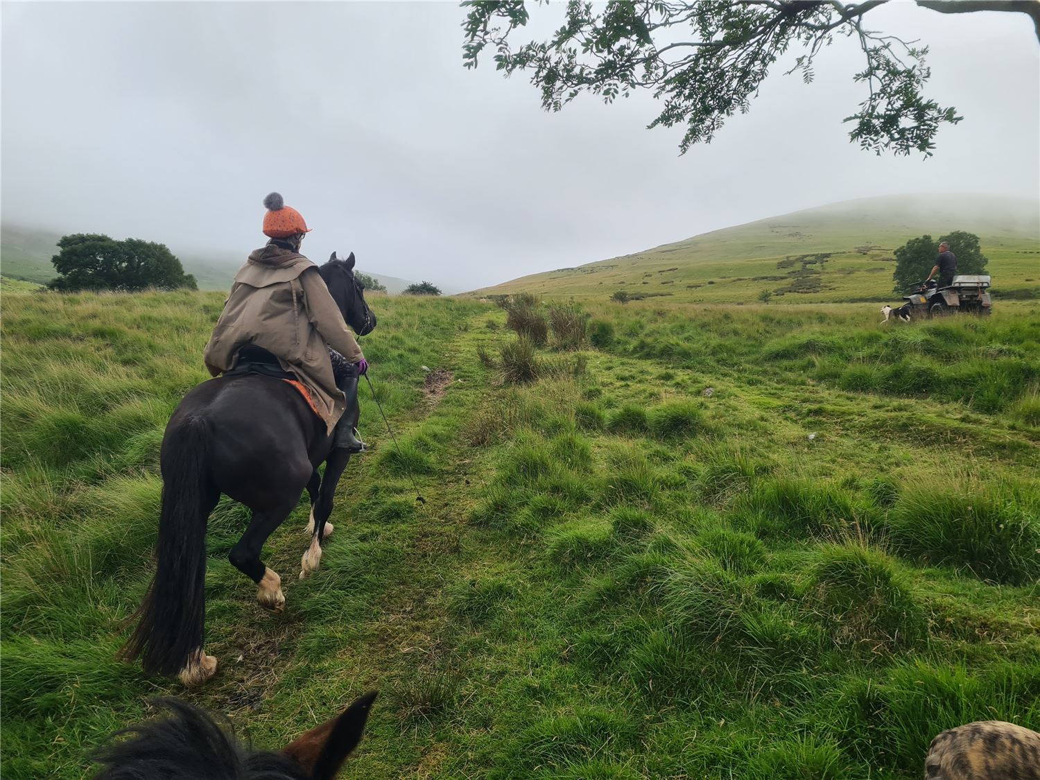 Gathering sheep on horseback at Henbont, showing traditional Welsh hill‑farm practices and Carmarthenshire rural heritage.
