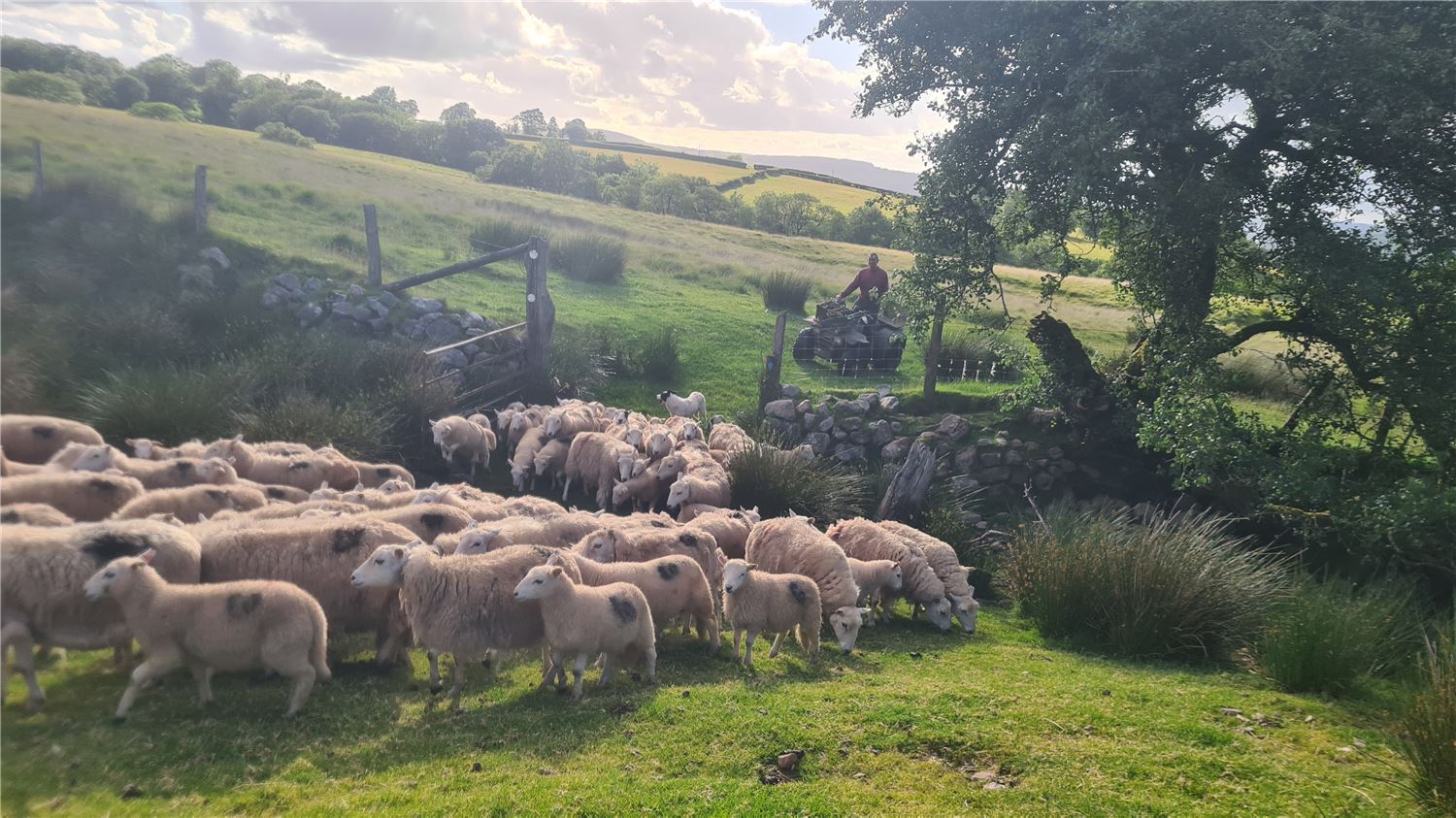 Welsh Mountain sheep moving through a mountain gate to graze on the Black Mountain in Carmarthenshire