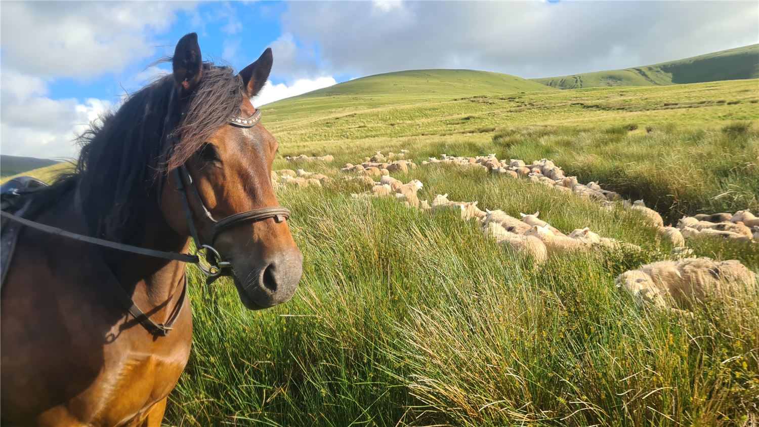 Gathering sheep on horseback at Henbont, showing traditional Welsh hill‑farm practices and Carmarthenshire rural heritage.