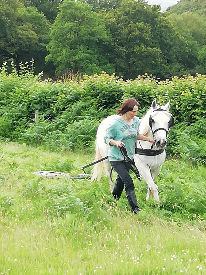 Pony bruising bracken to weaken it and stop regrowth at Henbont, Carmarthenshire reflecting, Welsh rural heritage.