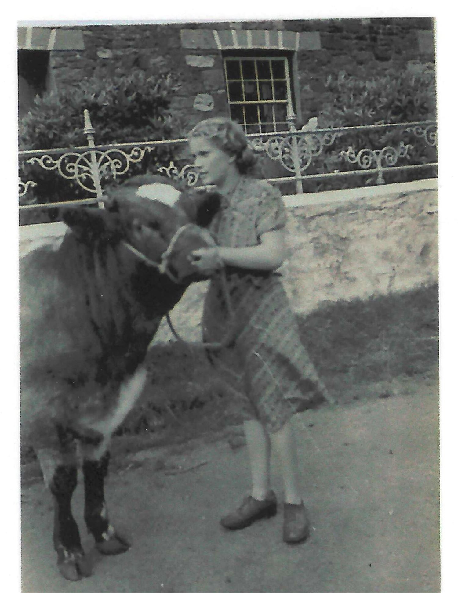 Historic 1943 photograph of the famers daughter and a cow on Henbont family farm in rural Wales