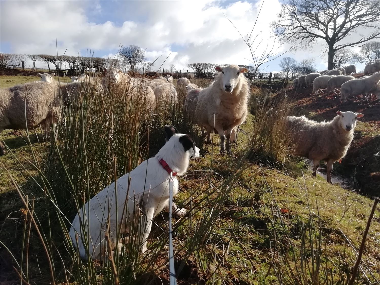 Young sheepdog watching over sheep on a Carmarthenshire hillside at Henbont farm