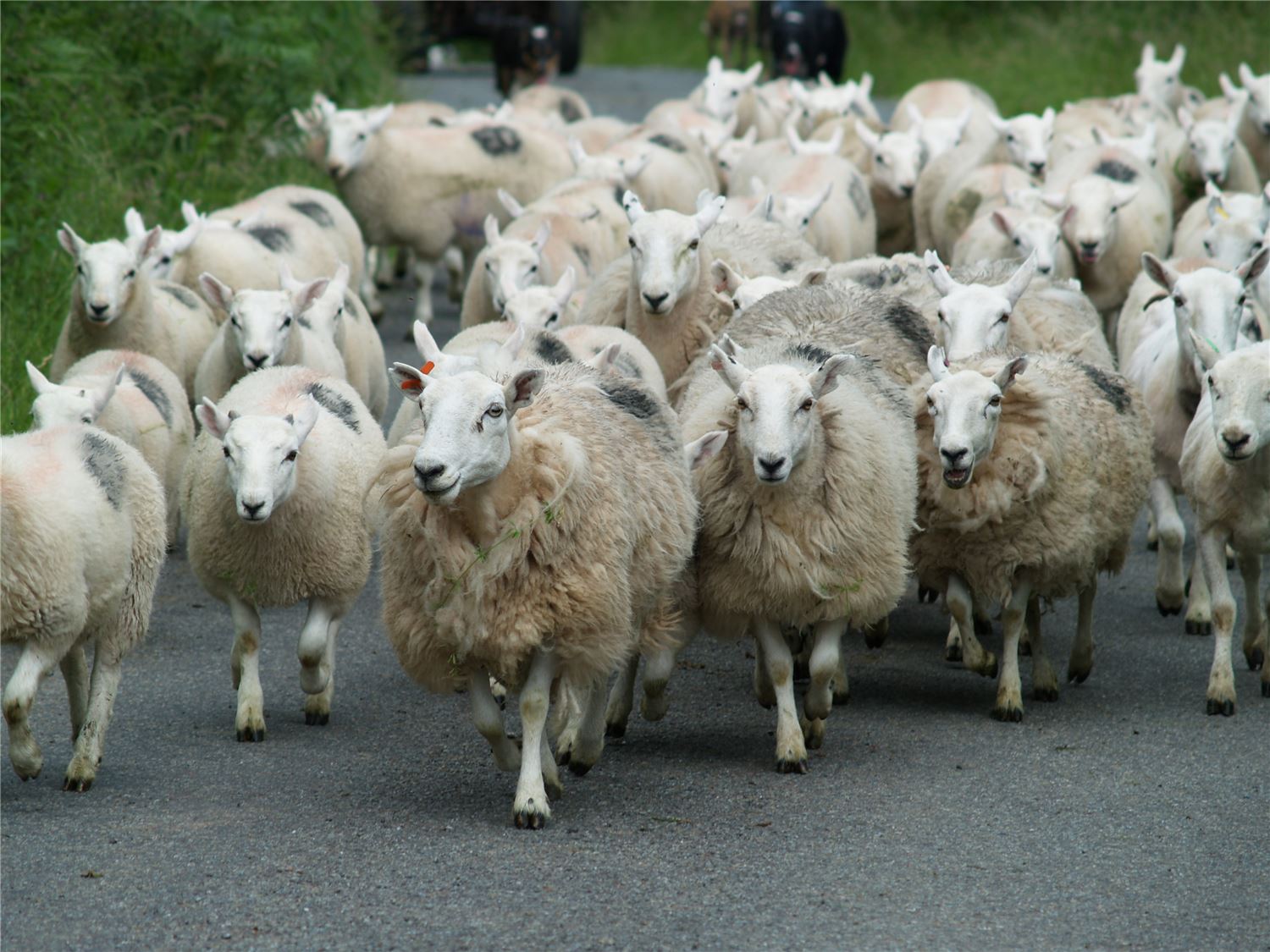Welsh Mountain sheep running down a country road in Carmarthenshire