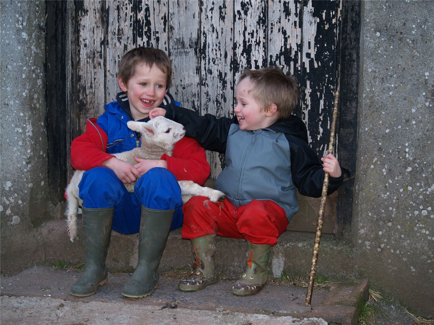 Welsh farm life at Henbont: two young brothers holding a lamb during lambing time, showing how everyone helps.