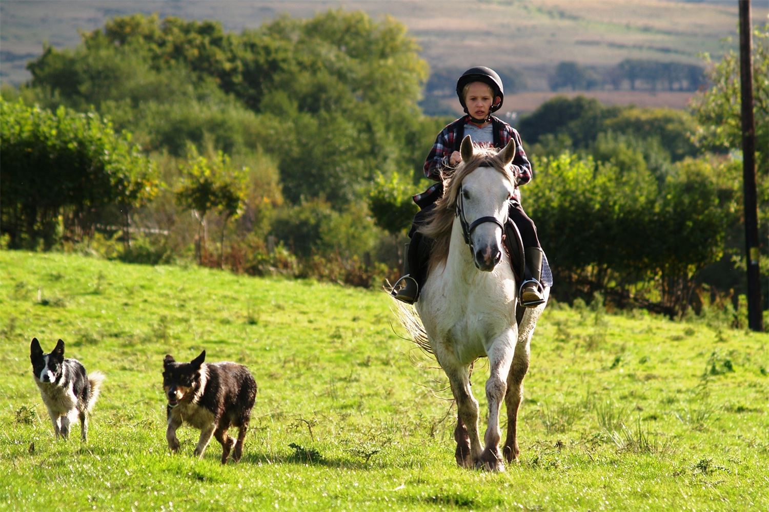 Young boy on a pony with sheepdogs herding sheep at Henbont, showing traditional Welsh farm life and Carmarthenshire rural heritage